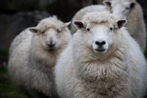Merino Wool vs. Synthetic Fabrics: Which One Should You Choose?