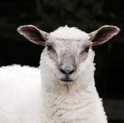 What It Is and Why We Choose It Over Wool